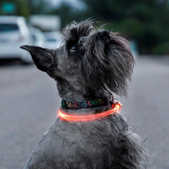 Collar LED para Mascotas Petlux InnovaGoods - Smart Shop online