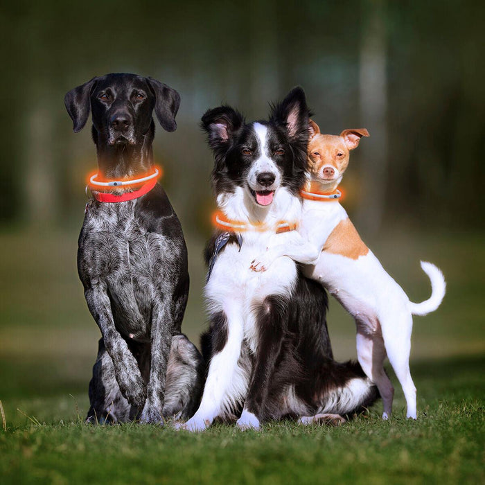 Collar LED para Mascotas Petlux InnovaGoods - Smart Shop online