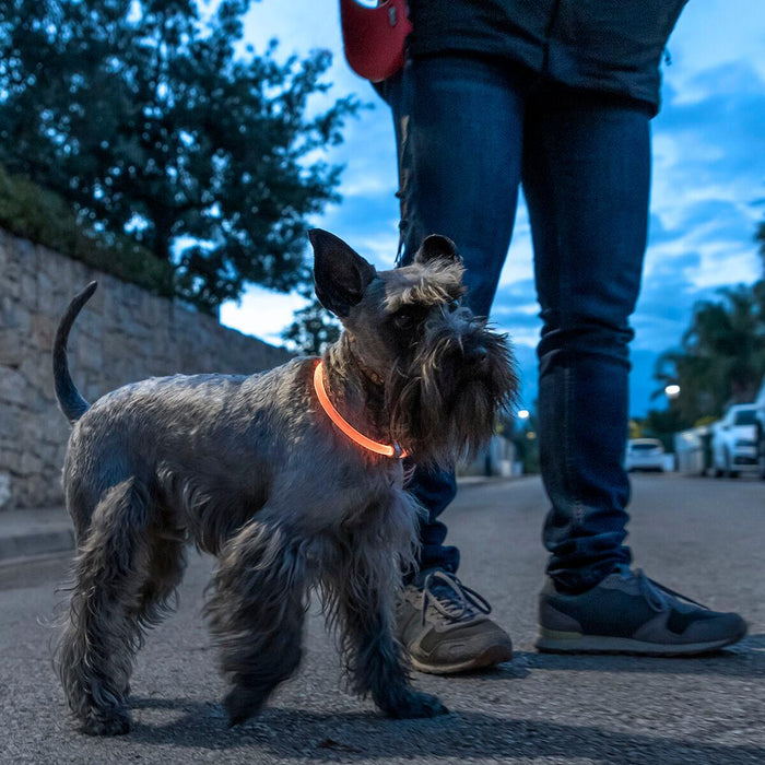 Collar LED para Mascotas Petlux InnovaGoods - Smart Shop online