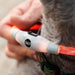 Collar LED para Mascotas Petlux InnovaGoods - Smart Shop online