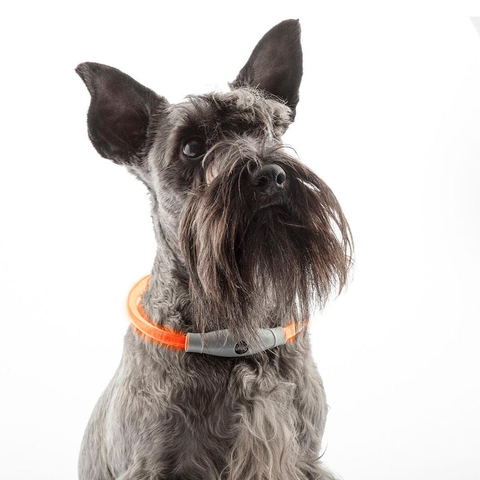 Collar LED para Mascotas Petlux InnovaGoods - Smart Shop online